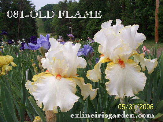 The flower Old Flame - Tall Bearded Iris (TB)