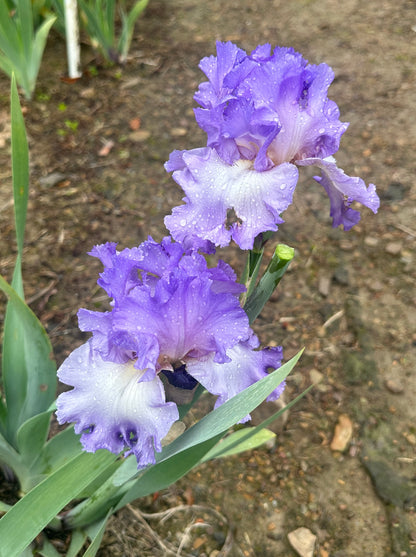 Fragrant Lilac