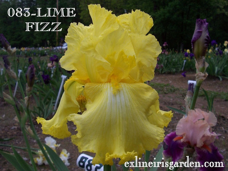 The flower Lime Fizz - Tall Bearded Iris (TB)