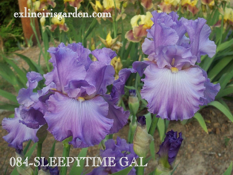 The flower Sleepytime Gal - Tall Bearded Iris (TB)