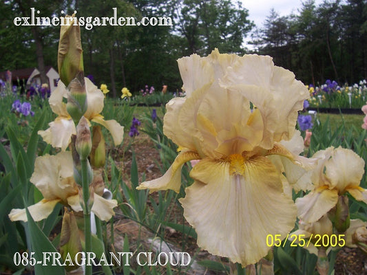 The flower Fragrant Cloud - Tall Bearded Iris (TB)