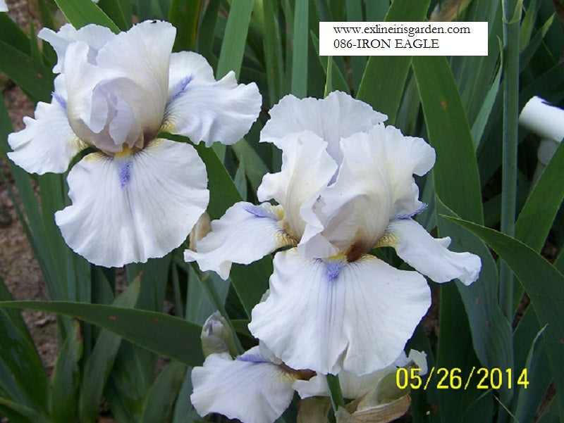 The flower Iron Eagle - Tall Bearded Iris (TB)