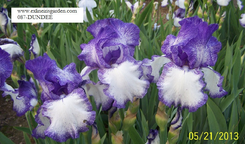 The flower Dundee - Tall Bearded Iris (TB)