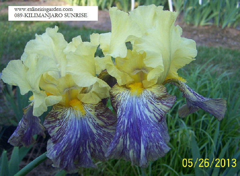 The flower Kilimanjaro Sunrise - Tall Bearded Iris (TB)