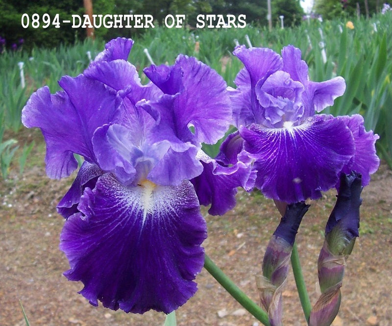 The flower Daughter Of Stars - Tall Bearded Iris (TB)