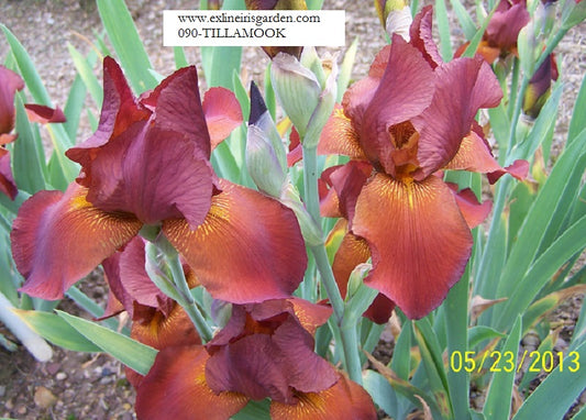 The flower Tillamook - Tall Bearded Iris (TB)