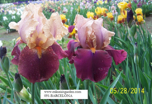 The flower Barcelona - Tall Bearded Iris (TB)