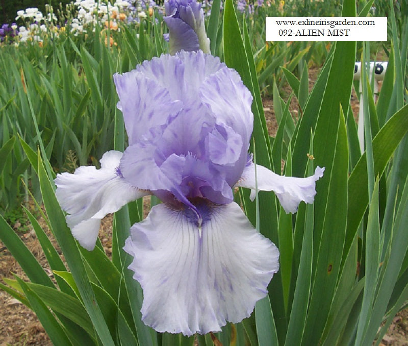 The flower Alien Mist - Tall Bearded Iris (TB)