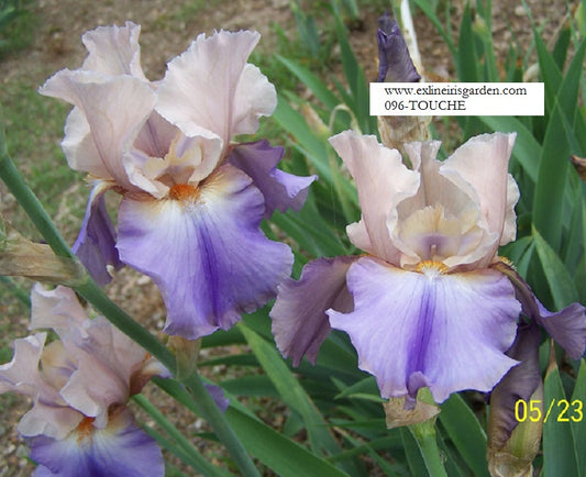 The flower Touché - Tall Bearded Iris (TB)