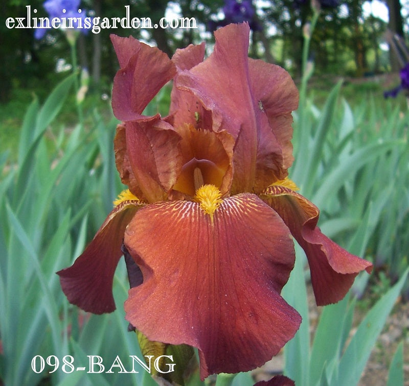 The flower Bang - Tall Bearded Iris (TB)