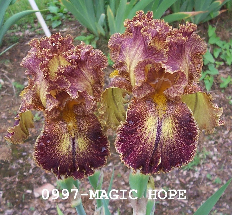 The flower Magic Hope - Tall Bearded Iris (TB)