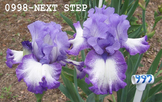 The flower Next Step - Tall Bearded Iris (TB)