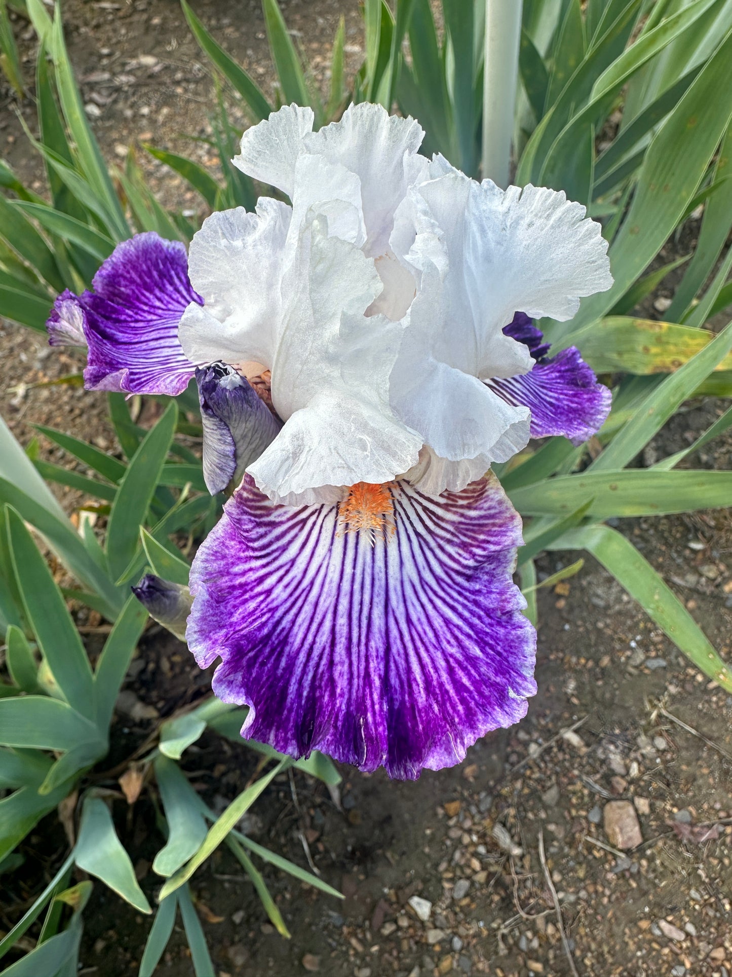 Unidentified White & Purple TB #1