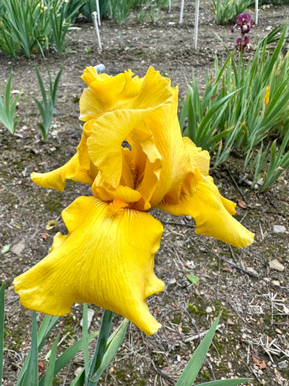 Peculiar Gold