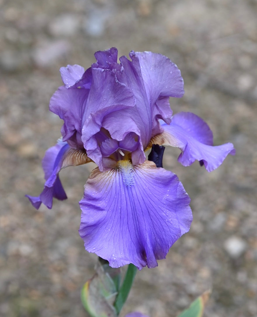 Blue Ridge Echoes - Tall Bearded Iris (TB) – Exline Iris Garden