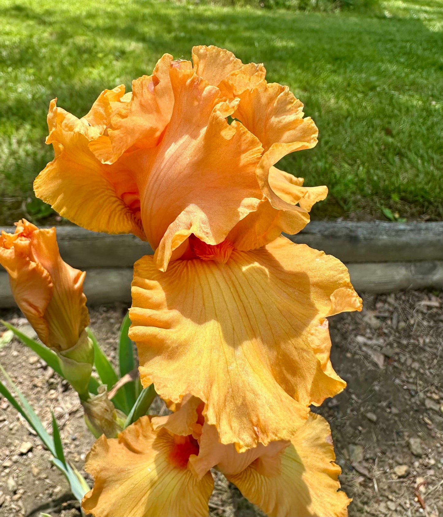 Unidentified Orange TB #2