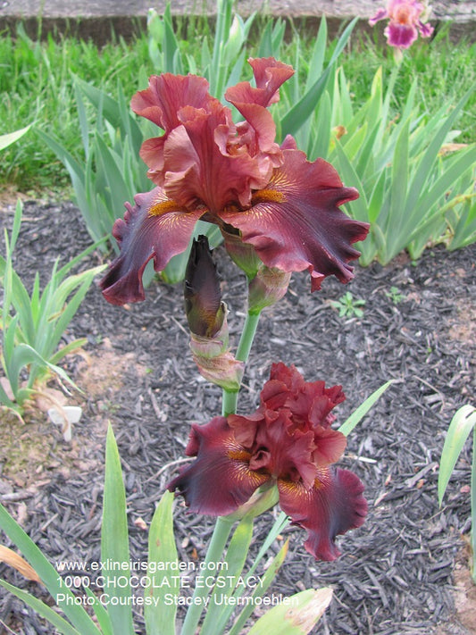 The flower Chocolate Ecstasy - Tall Bearded Iris (TB)