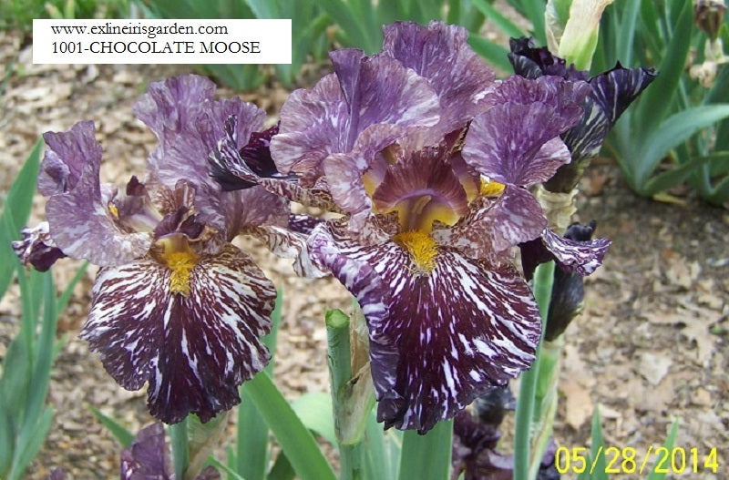 The flower Chocolate Moose - Tall Bearded Iris (TB)