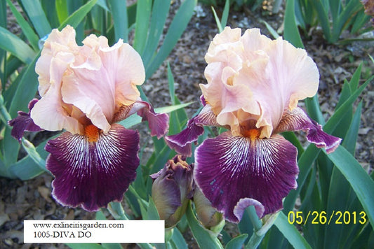 The flower Diva Do - Tall Bearded Iris (TB)