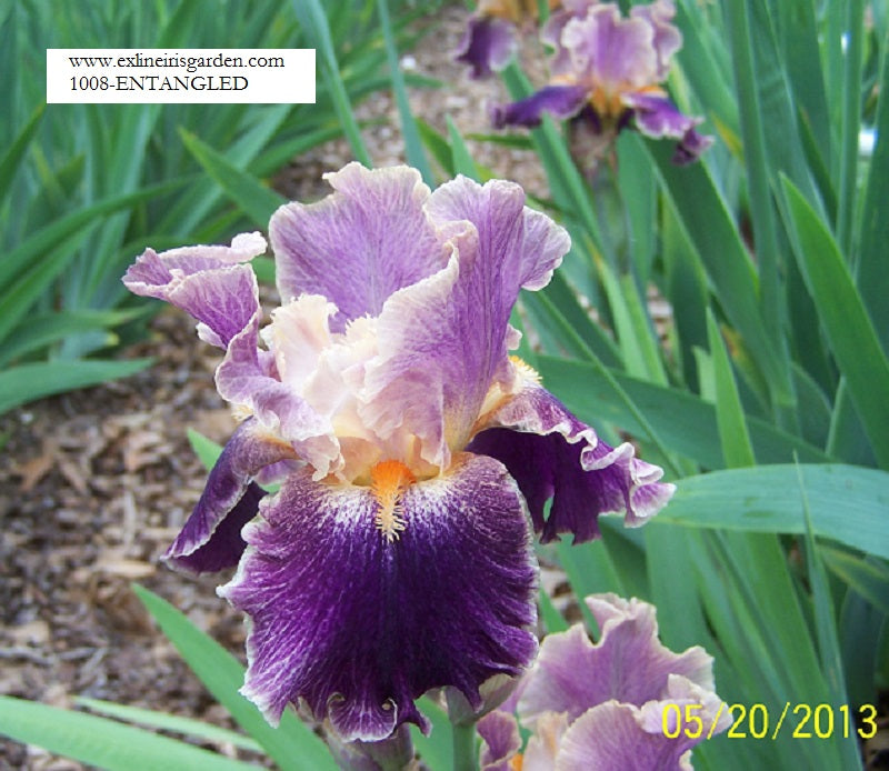 The flower Entangled - Tall Bearded Iris (TB)