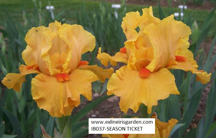 The flower Season Ticket - Intermediate Bearded Iris (IB)