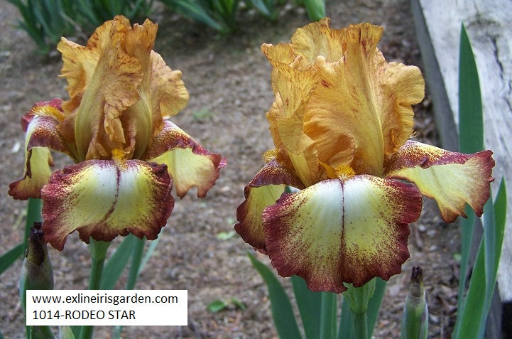 The flower Rodeo Star - Tall Bearded Iris (TB)