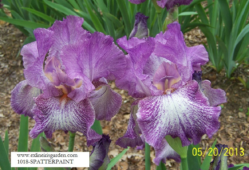 The flower Spatterpaint - Tall Bearded Iris (TB)