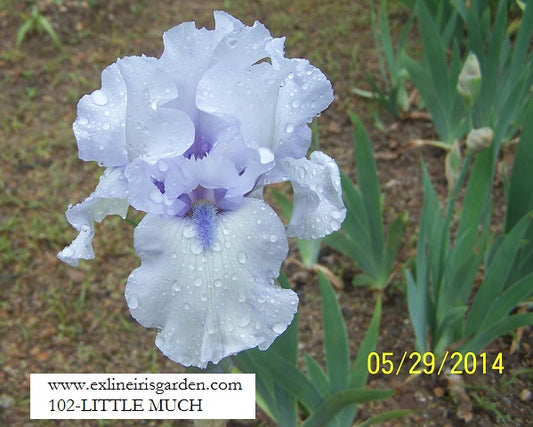 The flower Little Much - Tall Bearded Iris (TB)