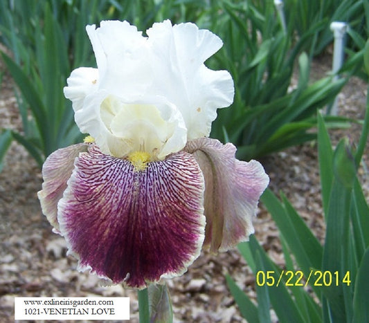 The flower Venetian Love - Tall Bearded Iris (TB)