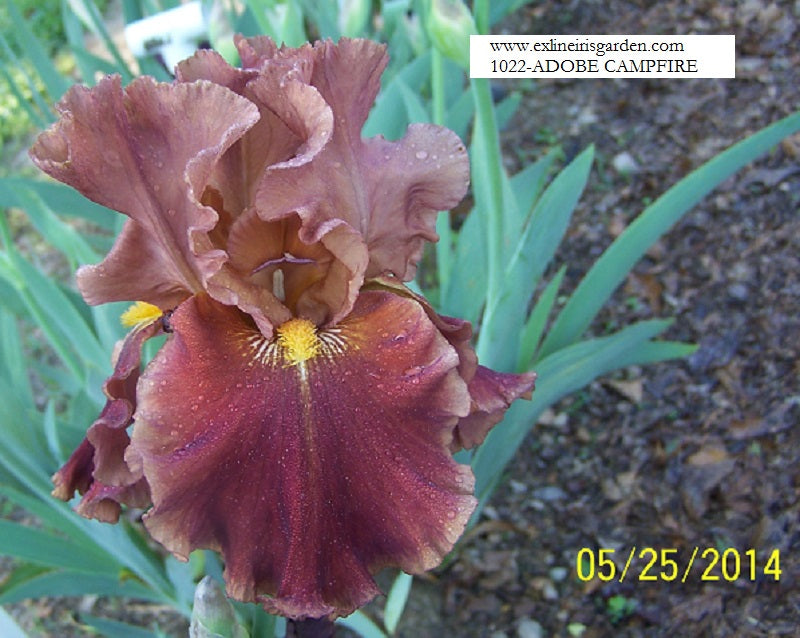 The flower Adobe Campfire - Tall Bearded Iris (TB)