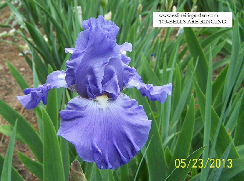 The flower Bells Are Ringing - Tall Bearded Iris (TB)