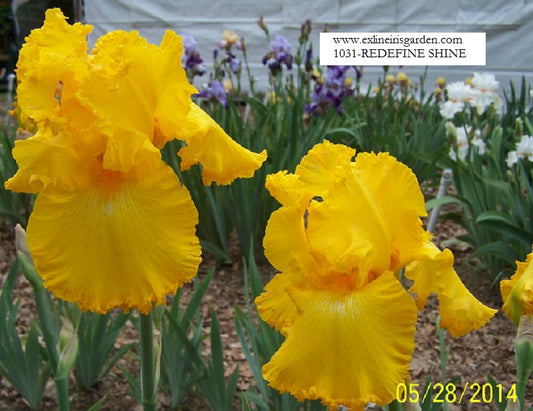 The flower Redefine Shine - Tall Bearded Iris (TB)