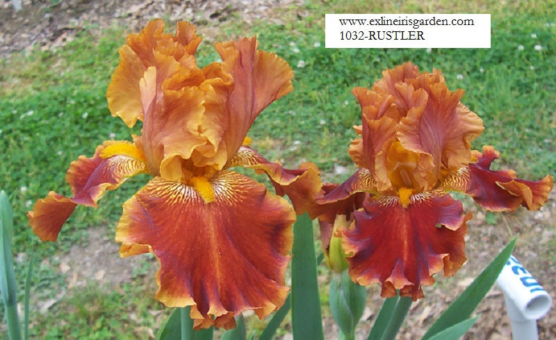 The flower Rustler - Tall Bearded Iris (TB)