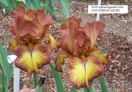 The flower String Music - Tall Bearded Iris (TB)