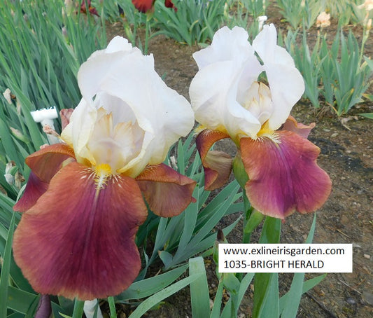 The flower Bright Herald - Tall Bearded Iris (TB)