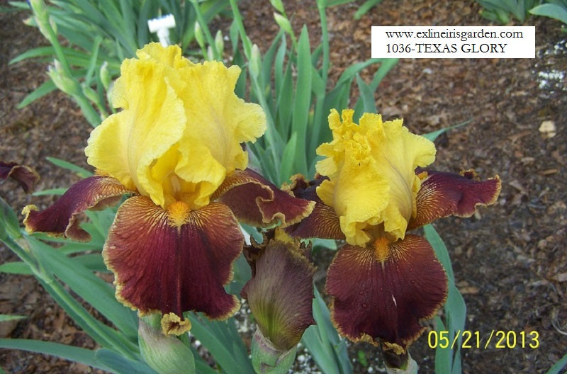 The flower Texas Glory - Tall Bearded Iris (TB)