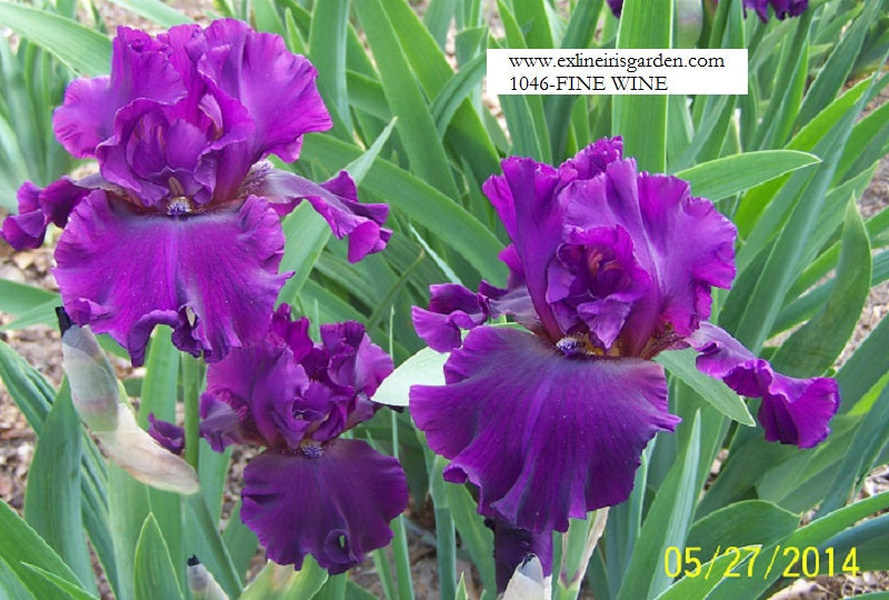 The flower Fine Wine - Tall Bearded Iris (TB)