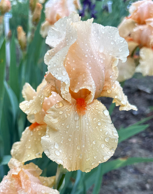 Orange Chariot