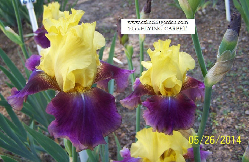 The flower Flying Carpet - Tall Bearded Iris (TB)