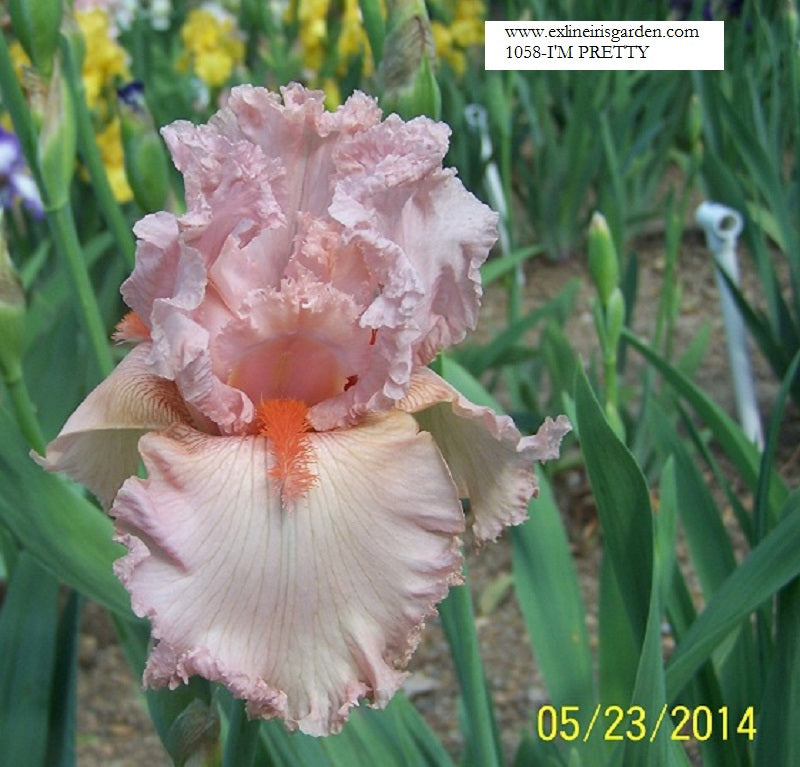 The flower I'm Pretty - Tall Bearded Iris (TB)