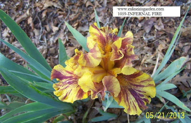 The flower Infernal Fire - Tall Bearded Iris (TB)