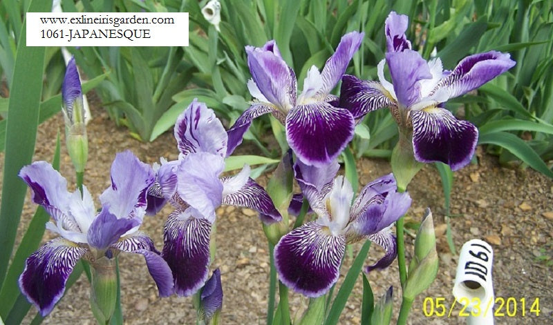 The flower Japanesque - Tall Bearded Iris (TB)