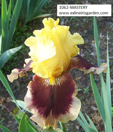 The flower Mastery - Tall Bearded Iris (TB)