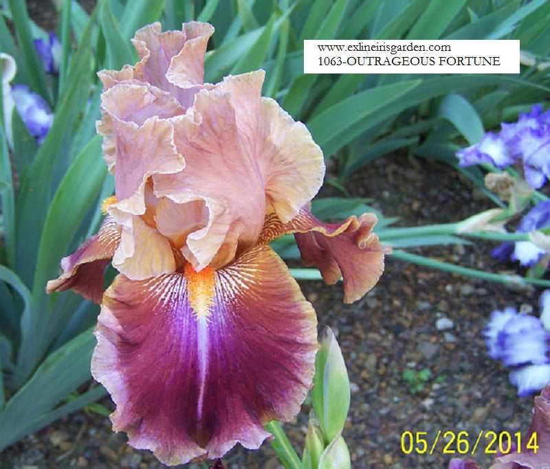 The flower Outrageous Fortune - Tall Bearded Iris (TB)