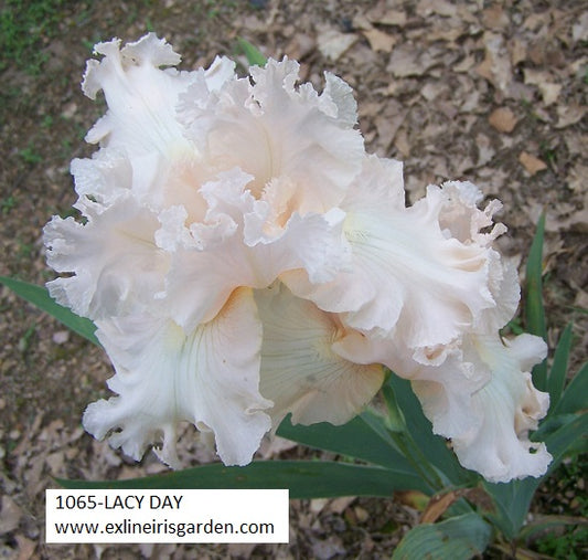 The flower Lacy Day - Tall Bearded Iris (TB)