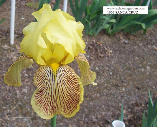 The flower Santa Cruz - Tall Bearded Iris (TB)