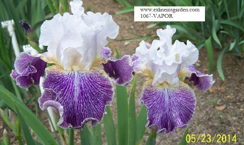 The flower Vapor - Tall Bearded Iris (TB)