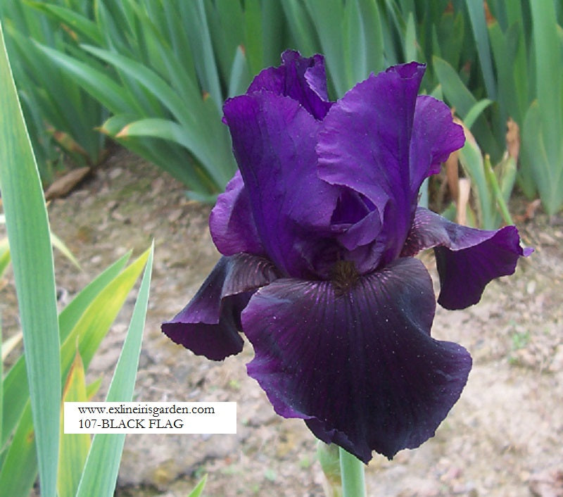 The flower Black Flag - Tall Bearded Iris (TB)