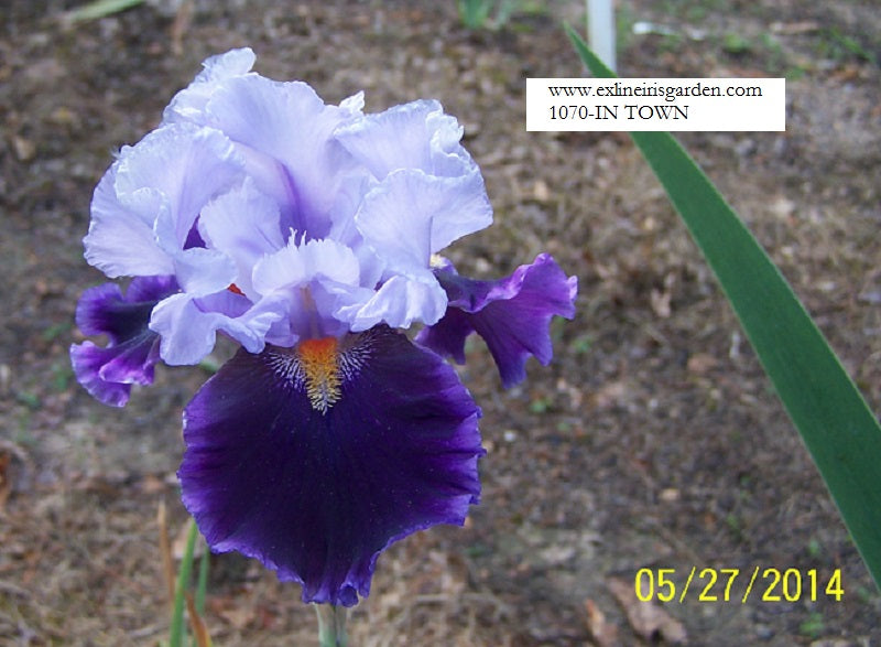 The flower In Town - Tall Bearded Iris (TB)