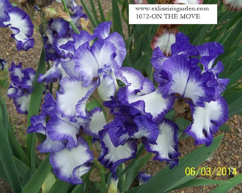 The flower On The Move - Tall Bearded Iris (TB)